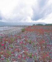 耐用防水PP數(shù)碼寫真背景 光學(xué)攝影器材的理想選擇